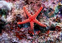 ⭐ “Guerreras del fondo marino: Las especies de estrella de mar más sorprendentes y sus superpoderes ocultos”