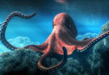 🐙 “Cerebros del océano: Las especies de pulpo más increíbles y lo que aún no sabías de ellas”