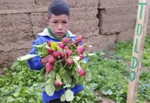 Perú lanza programa nacional para fortalecer la seguridad alimentaria en comunidades rurales